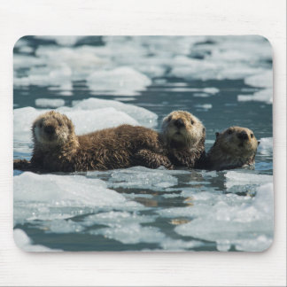 Mousepad Família Sea Otter