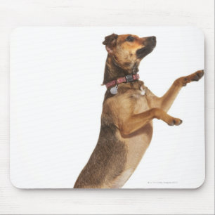 Mousepad Familiaris 2 do Canis