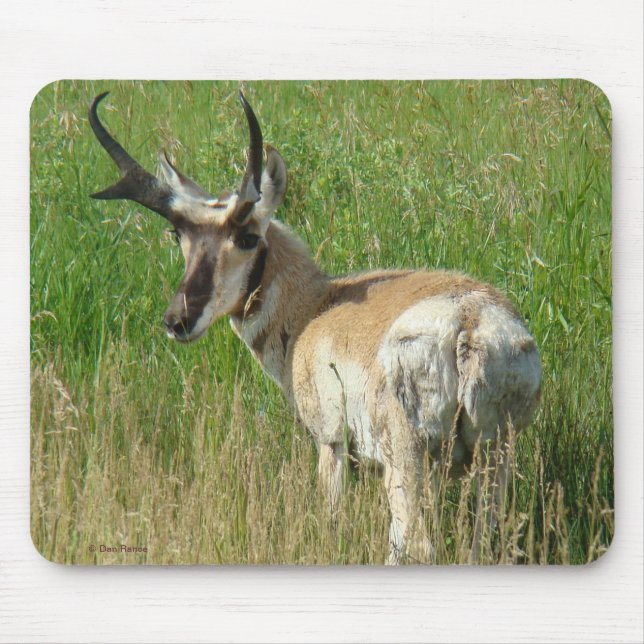 Mousepad Fanfarrão do antílope de A35 Pronghorn (Frente)