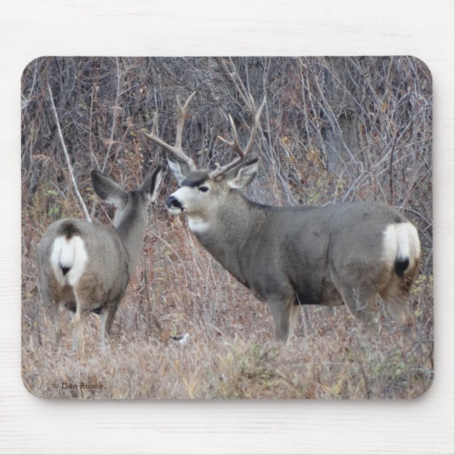 Mousepad Fanfarrão e gama dos cervos de mula D29 (Frente)