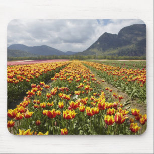 Mousepad Fazenda de Tulipas perto de Agassiz, Colúmbia Brit