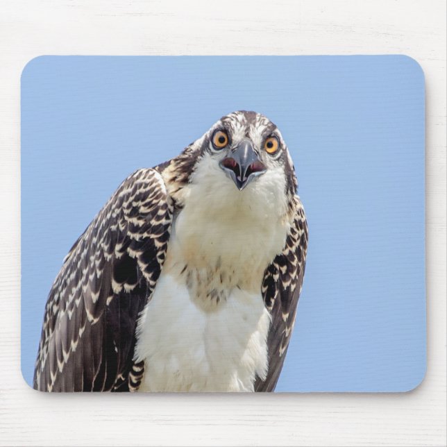Mousepad Fechamento de um Osprey Juvenil (Frente)
