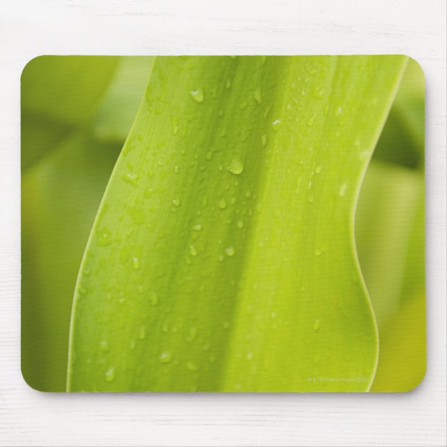 Mousepad Feche acima da folha tropical molhada (Frente)