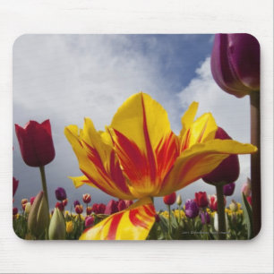 Mousepad Feche acima das tulipas de florescência coloridas