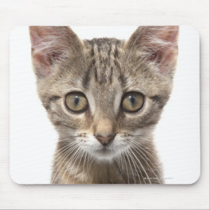 Mousepad Feche acima do retrato de um gatinho