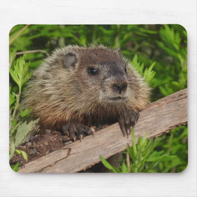Mousepad Feche o Groundhog Bastante Bonito (Frente)