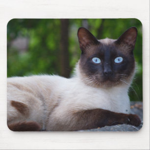 Mousepad Feche um Gato Siamês