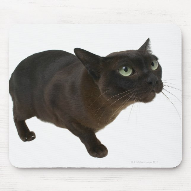 Mousepad Fecho de um gato 2 (Frente)