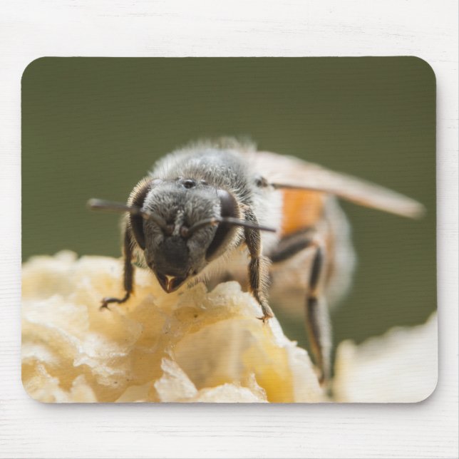 Mousepad Fecho de uma Abelha em uma Colmeia (Frente)