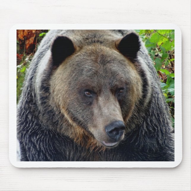 Mousepad Fecho do Urso Grizzly (Frente)