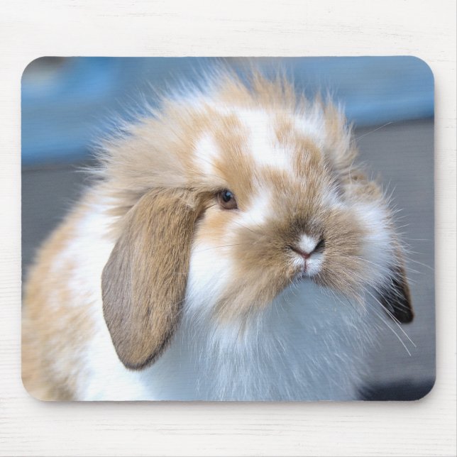 Mousepad Felpudo Holland Mini Dwarf Lop Bunny Rabbit (Frente)