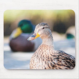 Mousepad Female Mallard