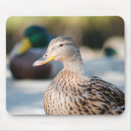 Mousepad Female Mallard