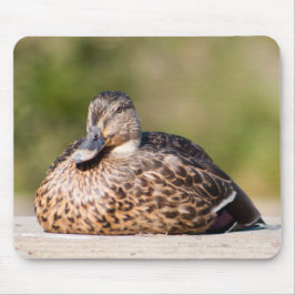 Mousepad Female Mallard