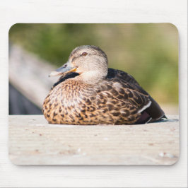 Mousepad Female Mallard