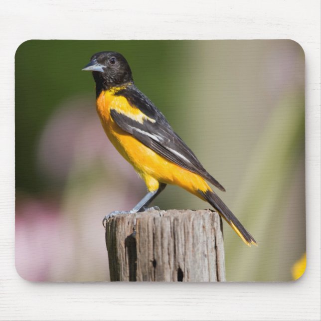 Mousepad Fêmea de Baltimore Oriole em jardim de flores (Frente)