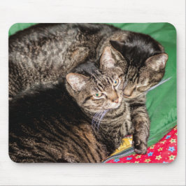 Mousepad Feriados - Natal - Todos os dias - Dois Gatos
