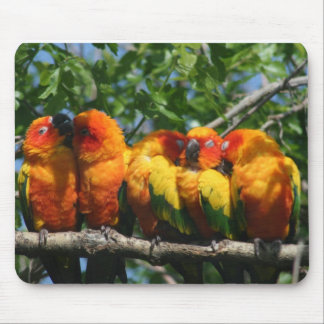 Mousepad Fileira dos papagaios pequenos bonitos que