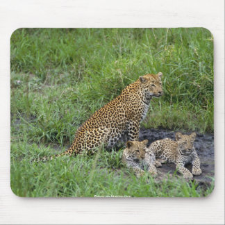 Mousepad filhote bonito dos leopardos