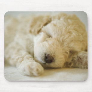 Mousepad Filhote de cachorro 2 da caniche do sono