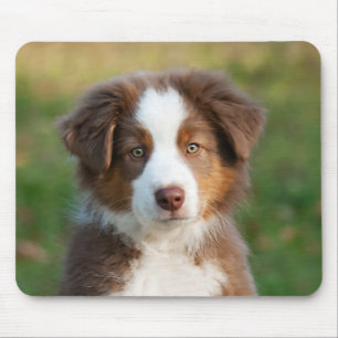 Mousepad Filhote de cachorro australiano bonito do pastor
