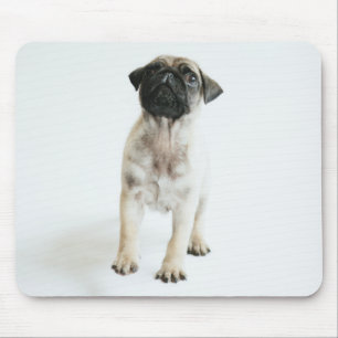 Mousepad Filhote de cachorro bonito do Pug