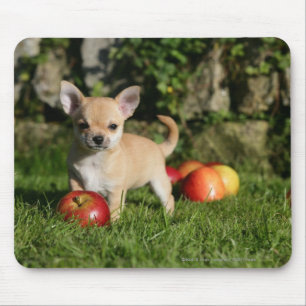Mousepad Filhote de cachorro da chihuahua com maçãs