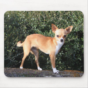 Mousepad Filhote de cachorro da chihuahua do Teacup