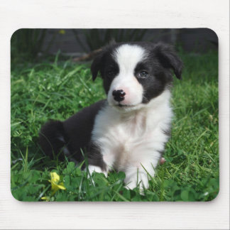 Mousepad Filhote de cachorro de border collie