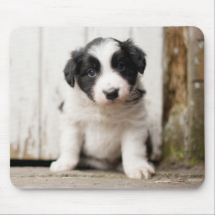Mousepad Filhote de cachorro de border collie