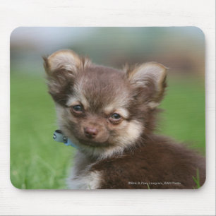 Mousepad Filhote de cachorro de cabelos compridos da