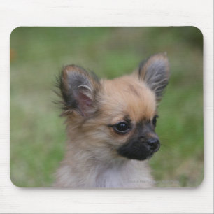 Mousepad Filhote de cachorro de cabelos compridos da