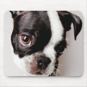Mousepad Filhote de cachorro de Edison Boston Terrier