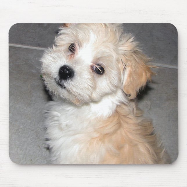 Mousepad Filhote de cachorro de Havanese (Frente)