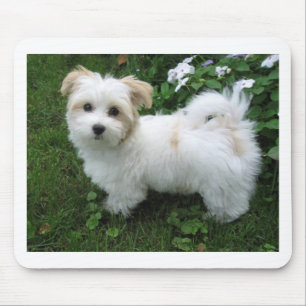 Mousepad Filhote de cachorro de Havanese no jardim