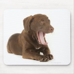 Mousepad Filhote de cachorro de quatro meses do laboratóri