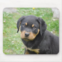 Filhote de cachorro de Rottweiler