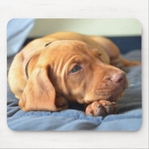 Mousepad Filhote de cachorro de Vizsla que descansa em sua