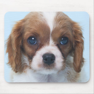 Mousepad Filhote de cachorro descuidado do Spaniel de rei