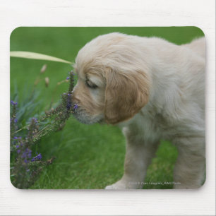 Mousepad Filhote de cachorro do golden retriever