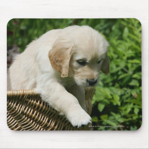 Mousepad Filhote de cachorro do golden retriever na cesta