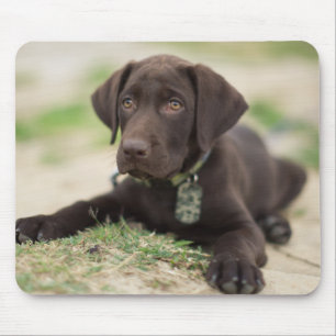 Mousepad Filhote de cachorro do laboratório do chocolate