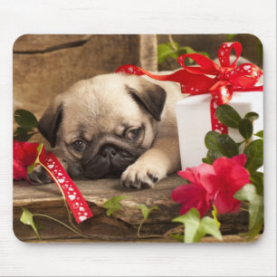 Mousepad Filhote de cachorro e caixa de presente do Pug