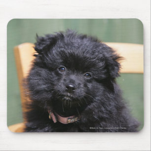 Mousepad Filhote de cachorro preto de Pomeranian