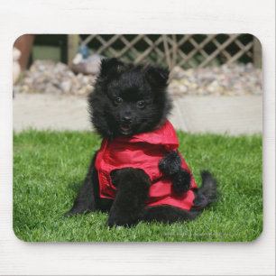 Mousepad Filhote de cachorro preto de Pomeranian que olha a