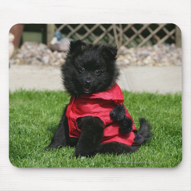 Mousepad Filhote de cachorro preto de Pomeranian que olha a (Frente)