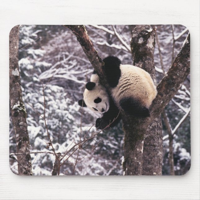 Mousepad Filhote de panda brincando em árvore coberta de ne (Frente)