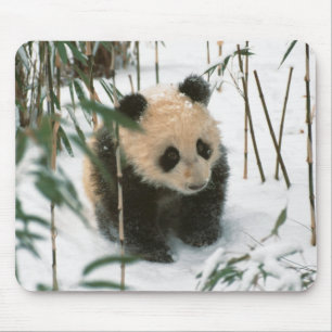 Mousepad Filhote de panda na neve, Wolong, Sichuan, China