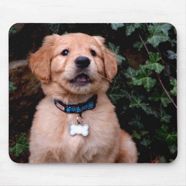 Mousepad Filhote de Retriever Dourado (Frente)