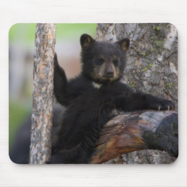 Mousepad Filhote de Urso Negro Relaxando (Frente)